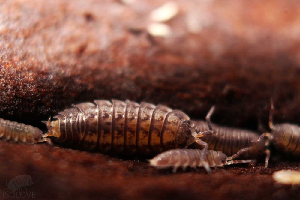 Nagurus cristatus, równonogi, isopoda, alternatywa dla T. tomentosa