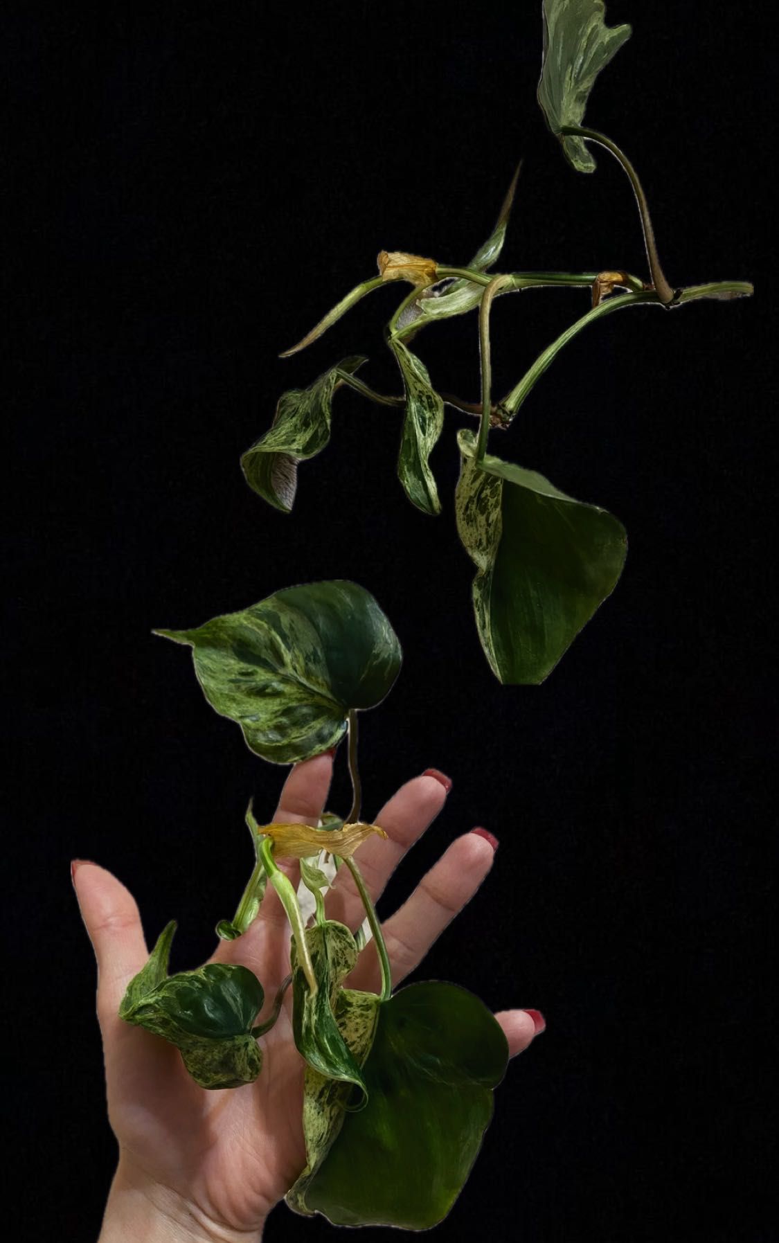 Philodendron hederaceum variegata