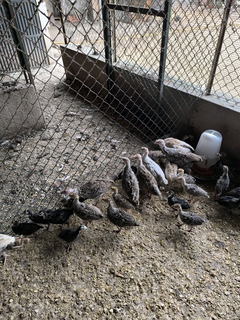 Vendo perus selvagens nascidos a 23 de Abril.