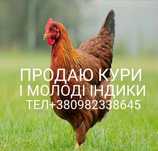 Продаю кури і молоді індики