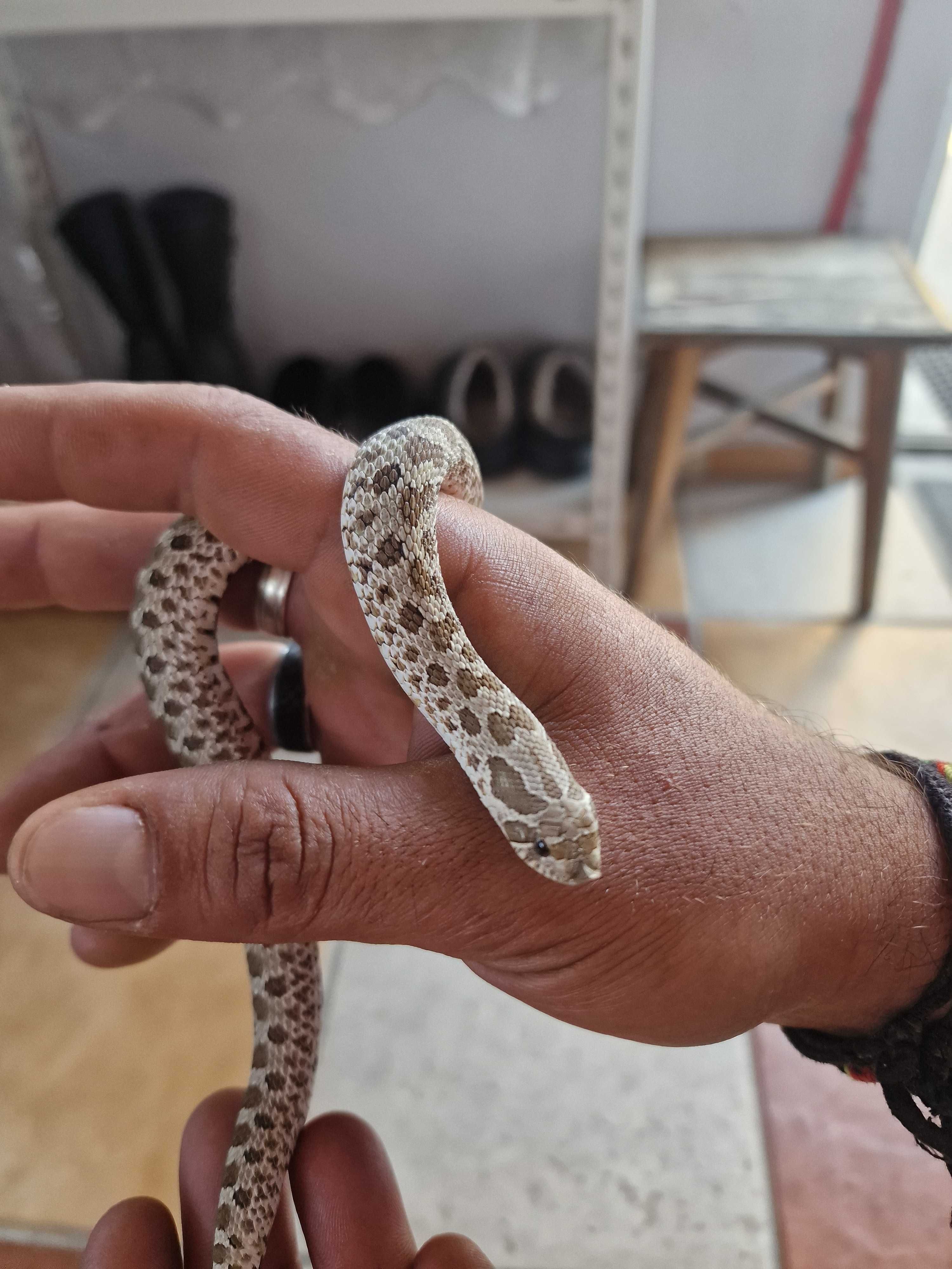 Disponível hognose