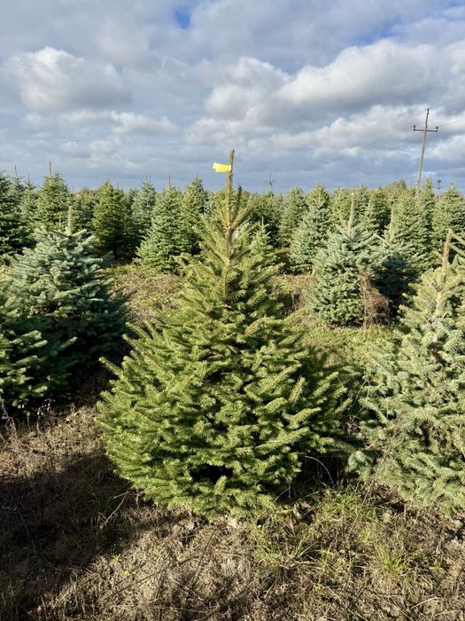 Choinka z dostawą! Warszawa i okolice! Klasa Premium
