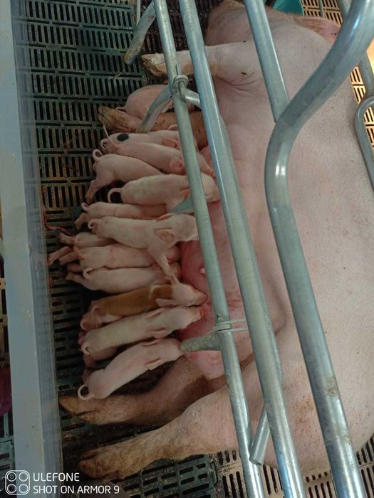 Duńskie loszki  hodowlane  F1 Danish Genetics (Yorkshire x Landrace )