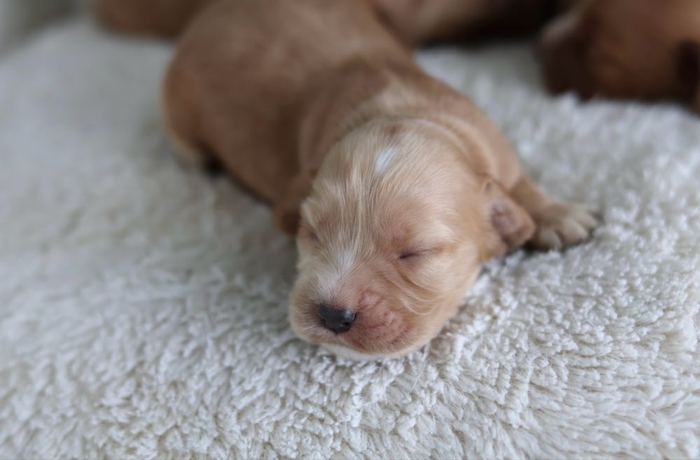 Cocker Spaniel Angielski suczki