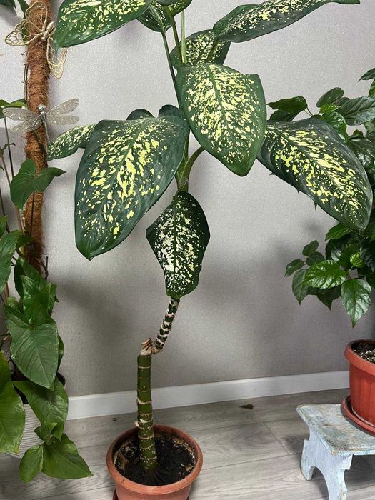 Диффенбахия растение комнатное