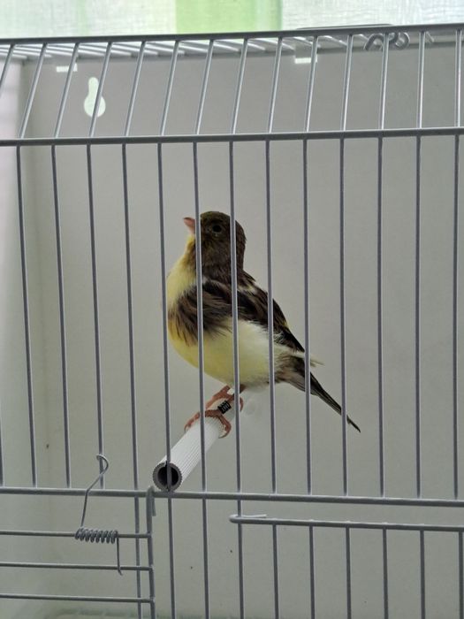 Canários Fife Fancy