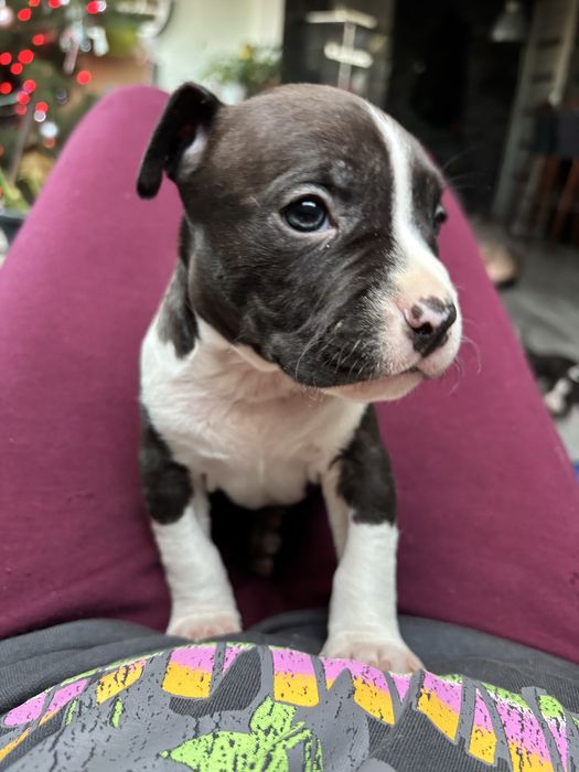 Amstaff szczeniak piesek