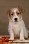 piesek Jack Russell terrier ZKWP/FCI szorstkowłosy