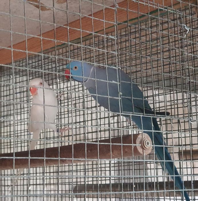 Ring necks para cedência.