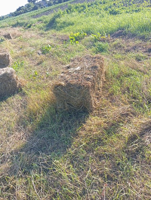 Продам сіно лугове