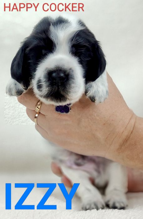 Cocker spaniel angielski blue roan