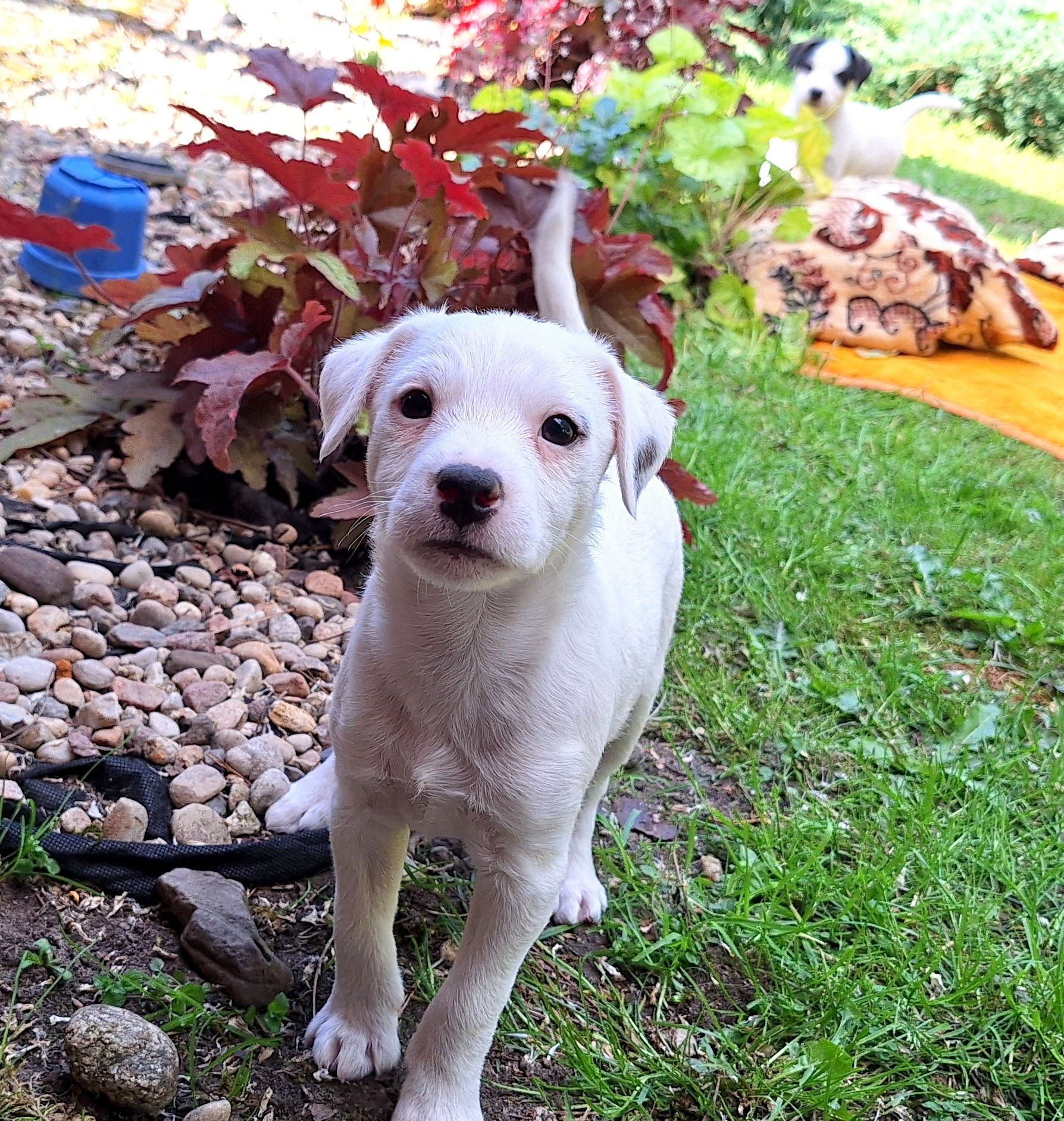 Parson Russell Terrier ZKwP