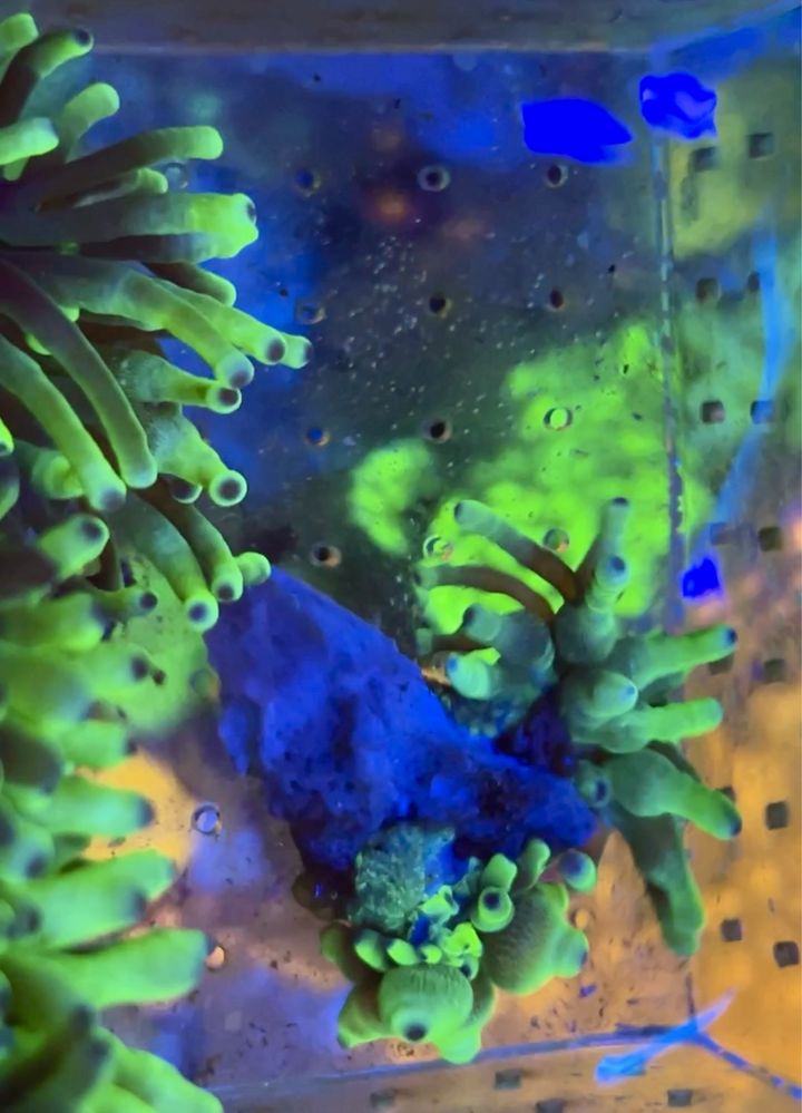 Cribrinopsis crassa - ukwiał zielony fluo