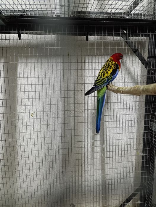 Vendo roselas e ring neck