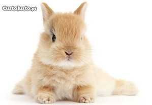 Coelhos anões meigos desparasitados e vacinados