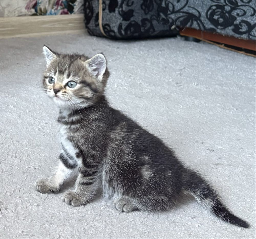 Котята