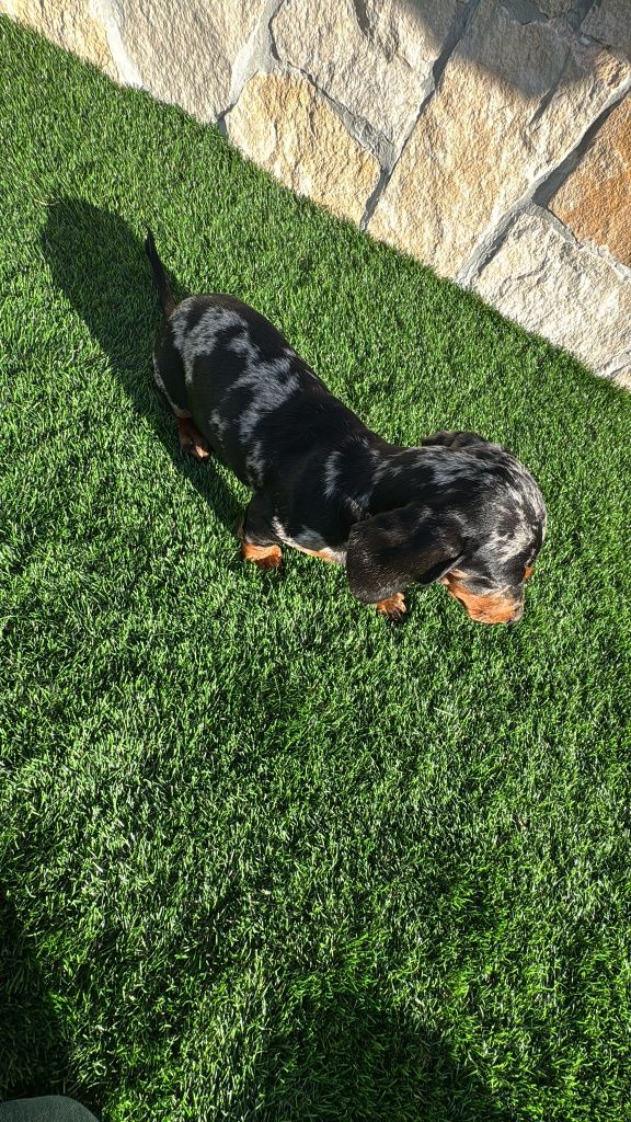 Teckel Black merle