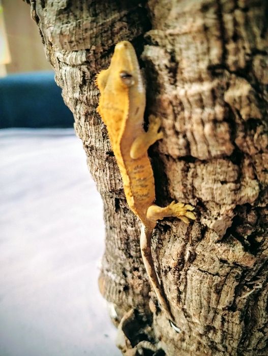 młody gekon orzęsiony