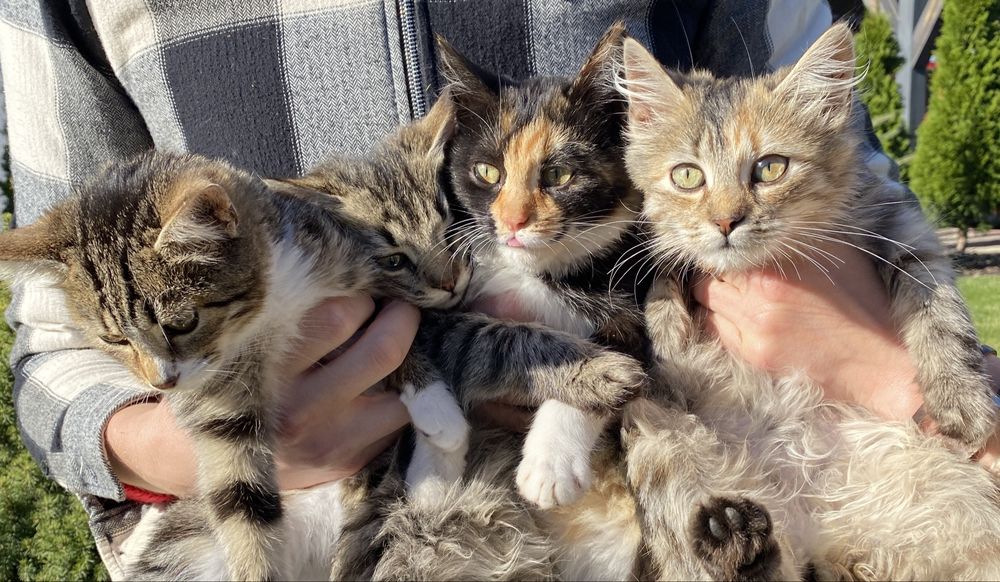 Кошенята в хороші руки