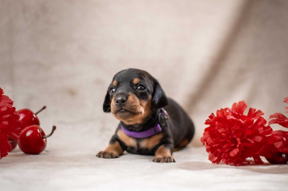 Такса міні, мініатюрна, цуценята з документами КСУ