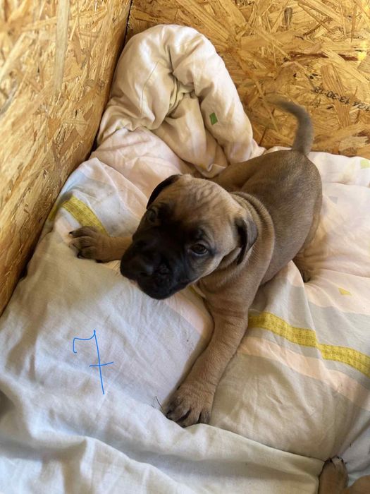 Szczeniak American Pitbull Terrier