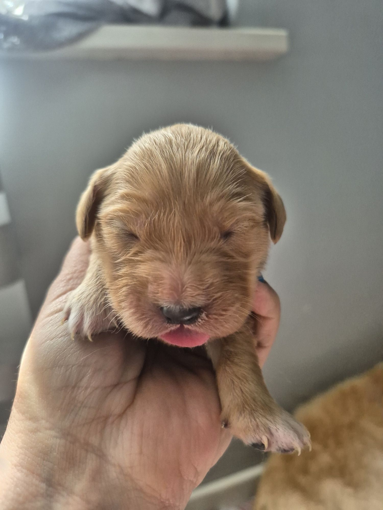 Golden Retriever - złota suczka , do odbioru po 20 sierpniat