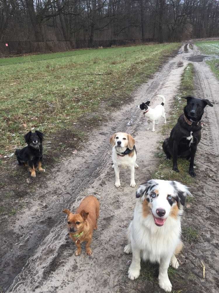 Petsitter, spacery z psem, opieka nad zwierzętami, hotel dla psów