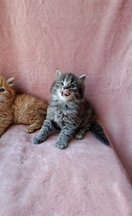 Сибирский серенький мальчик