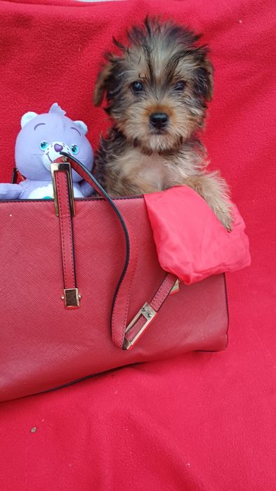 Милий хлопчик -Йоркширський тер'єр.