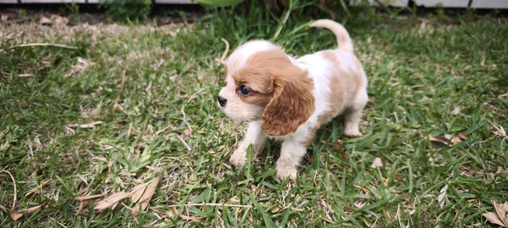 Cavalier King Charles Fêmea criado em ambiente familiar disponível par