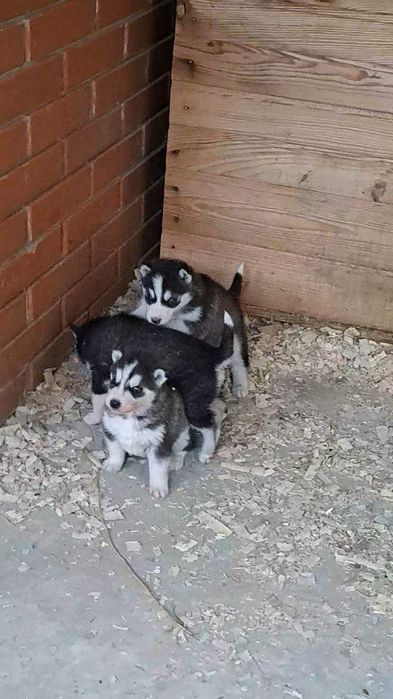 Сибірський хаскі