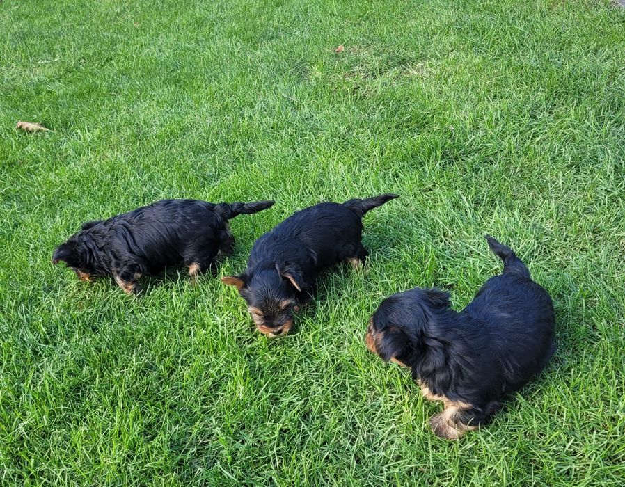 Yorkshire terrier