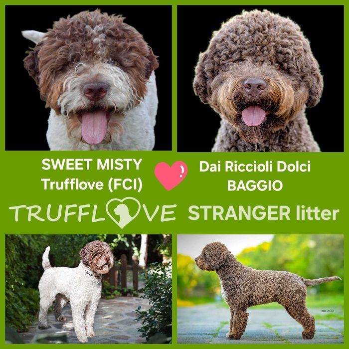 Lagotto Romagnolo FCI – biało-brązowy piesek, miot STRANGER, Trufflove