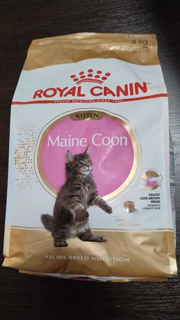 Royal Canin Maine coon kitten 4 кг, корм Роял Канин Мэйн Кун котята