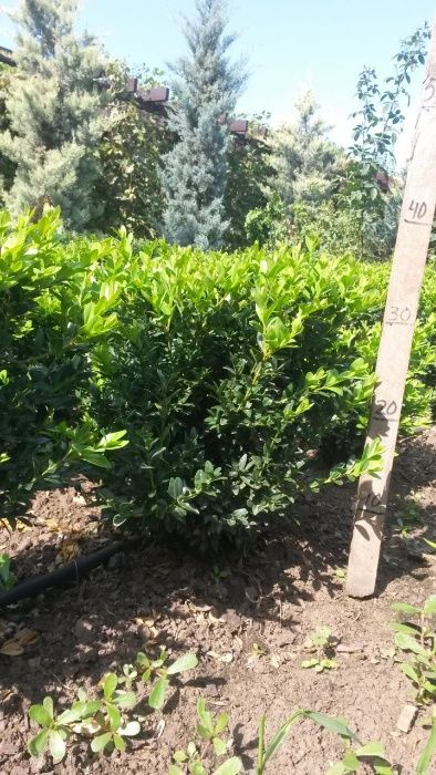 Самшит вечнозелёный 25-30см