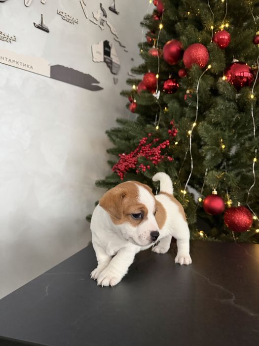 Джек Рассел Терʼєр