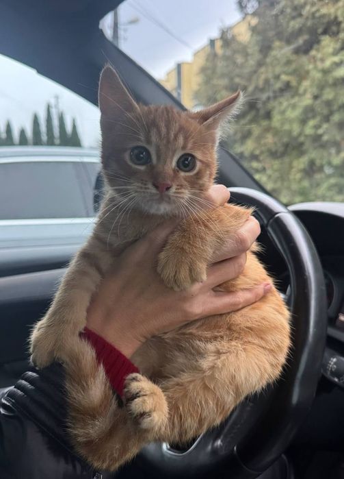 Віддам в добрі руки руде кошеня