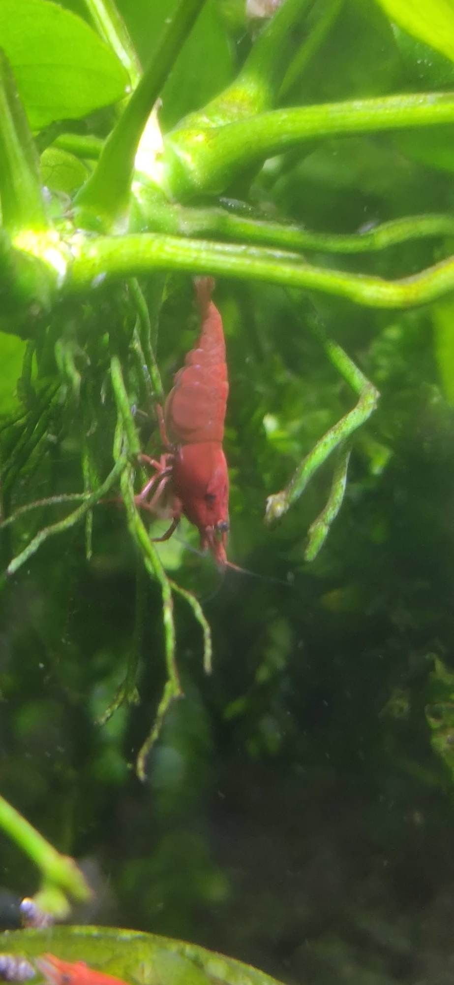 Neocaridina Red Fire