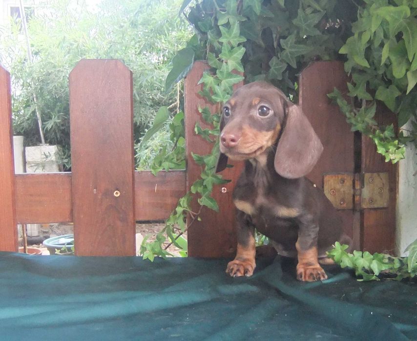 cachorra teckel miniatura