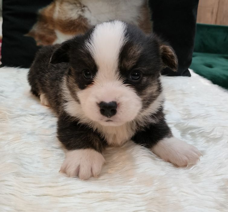 Welsh Corgi Cardigan  - piesek