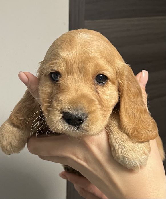 Cocker spaniel szczeniak
