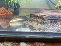 Traszka naddunajska Triturus dobrogicus