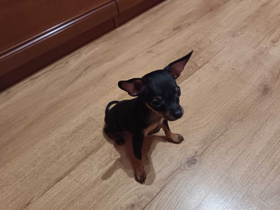 Pieski szukają domu