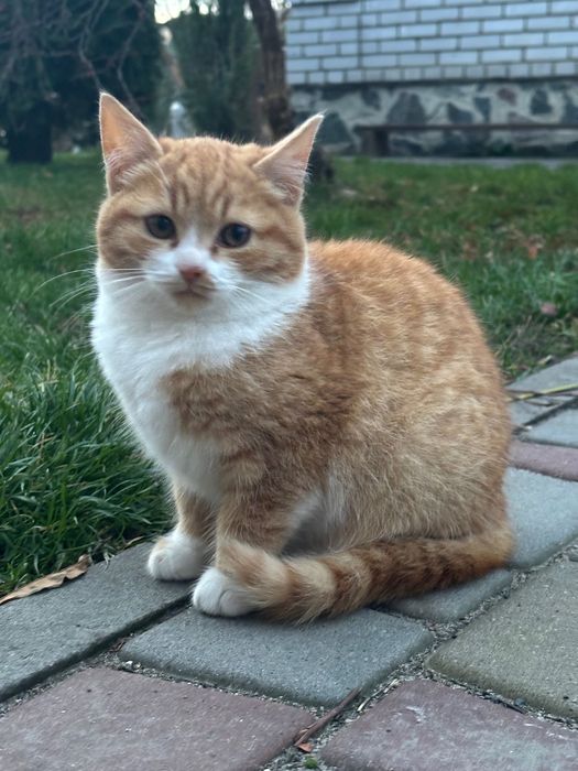 Рижі коти безкоштовно