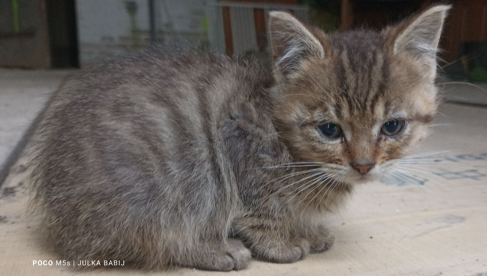 Oddam Kotki. Idzie zima, oni żyją w garażu