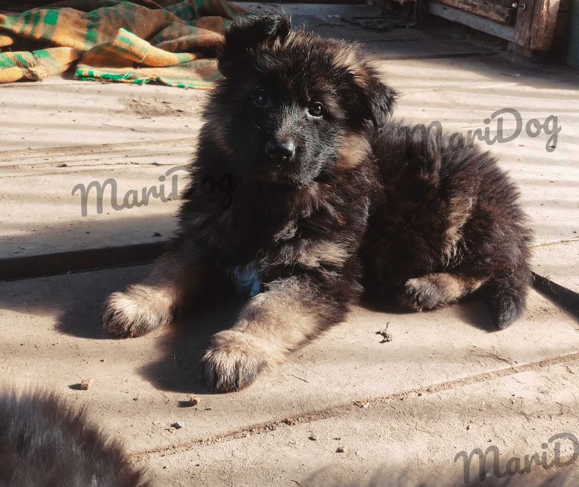 Owczarek Niemiecki Długowłosy suka suczka szczeniak piesek RODOWÓD