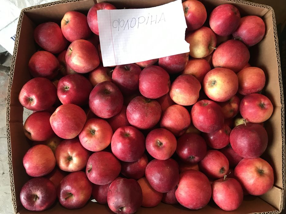 ЕКО Яблука домашні безкоштовна доставка