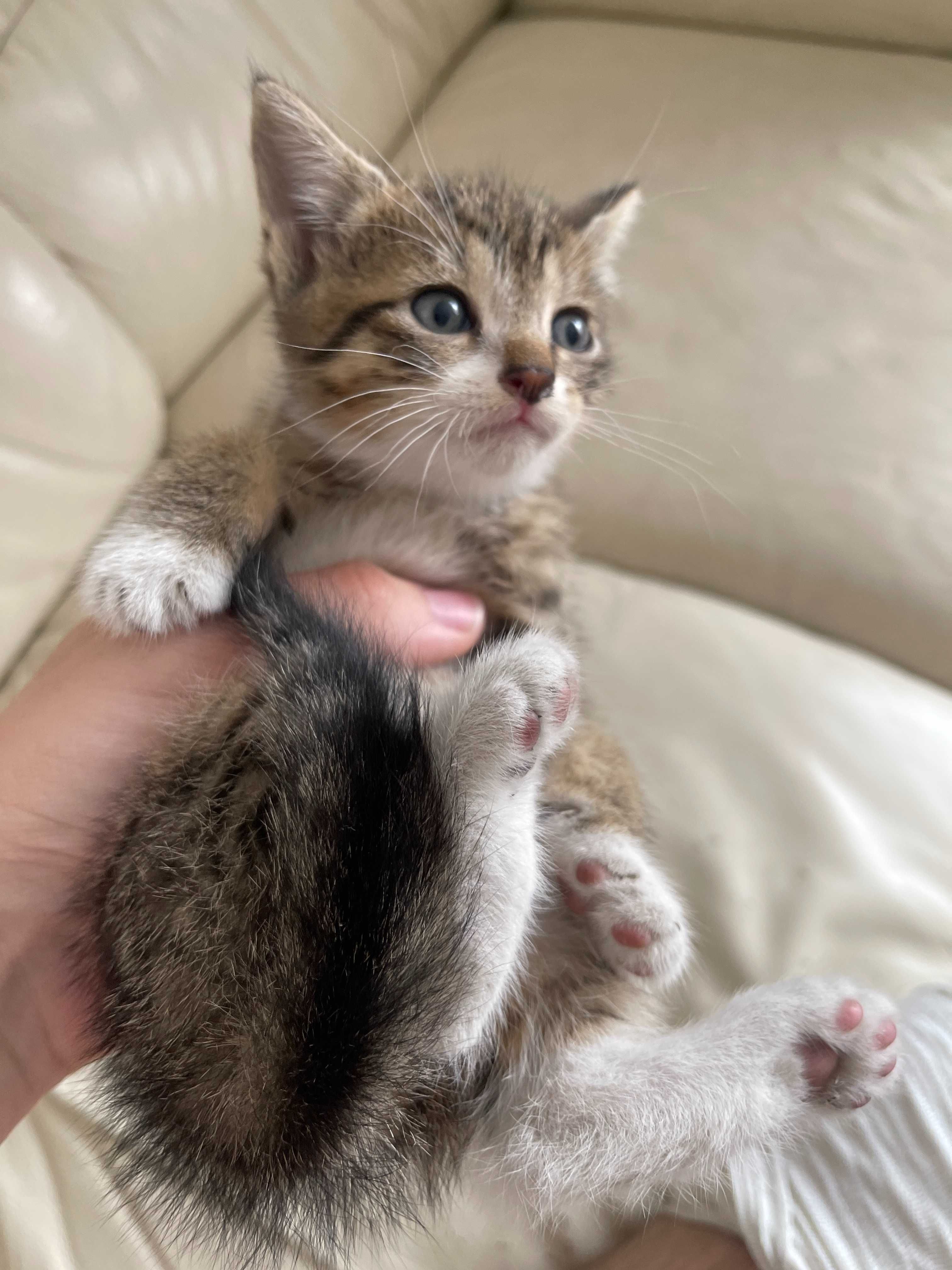 Kotki kocięta kot kotek szuka domu do adopcji oddam za darmo kocur