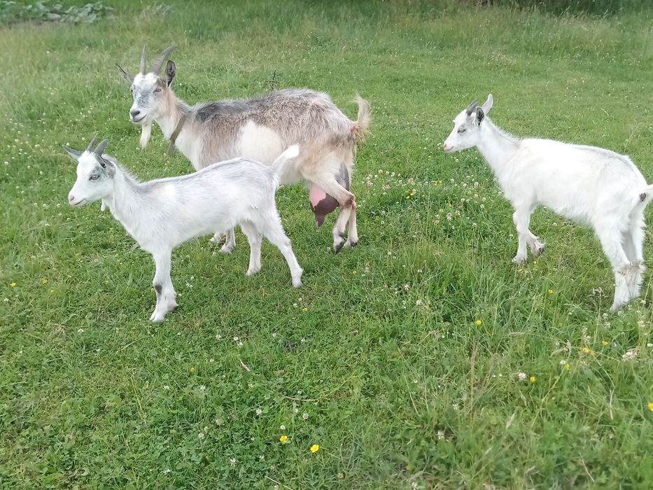 Маю на продаж козенят та  молоду козочку
