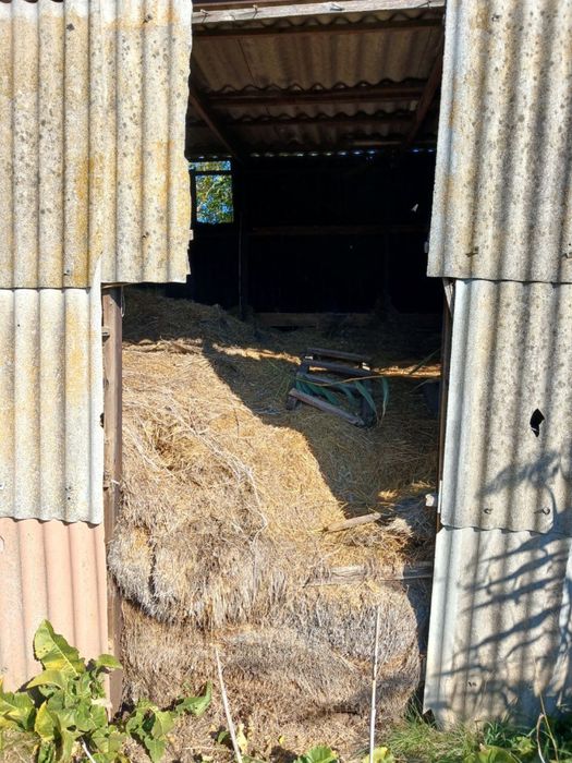 Сіно Сено для рогатого скоту